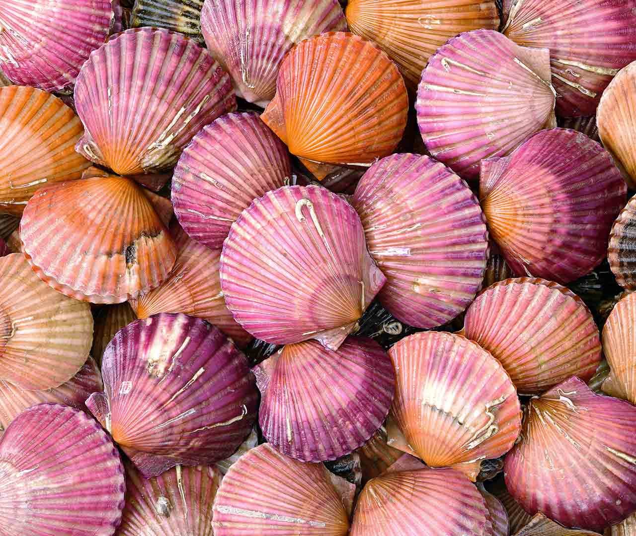 Scallops Shell – Bing Wallpaper Download