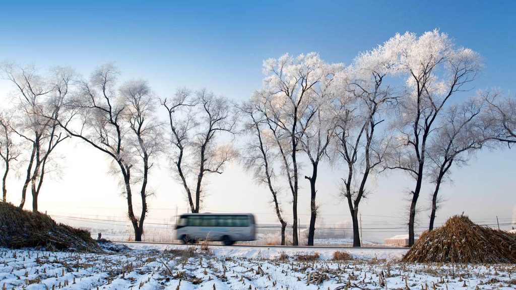 Ice Rimmed Trees