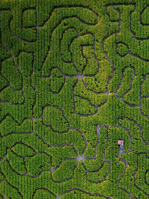 Corn Maze – Bing Wallpaper Download