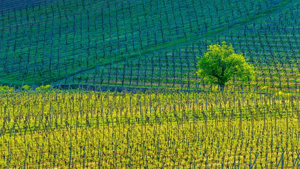 Kientzheim Vineyards