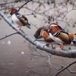 Mandarin Ducks UK