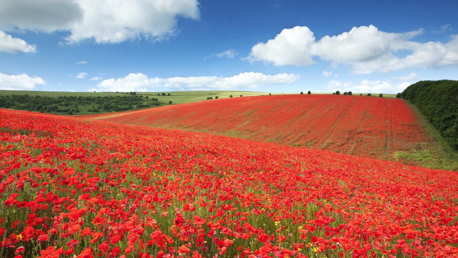 Remembrance Day Poppies – Bing Wallpaper Download