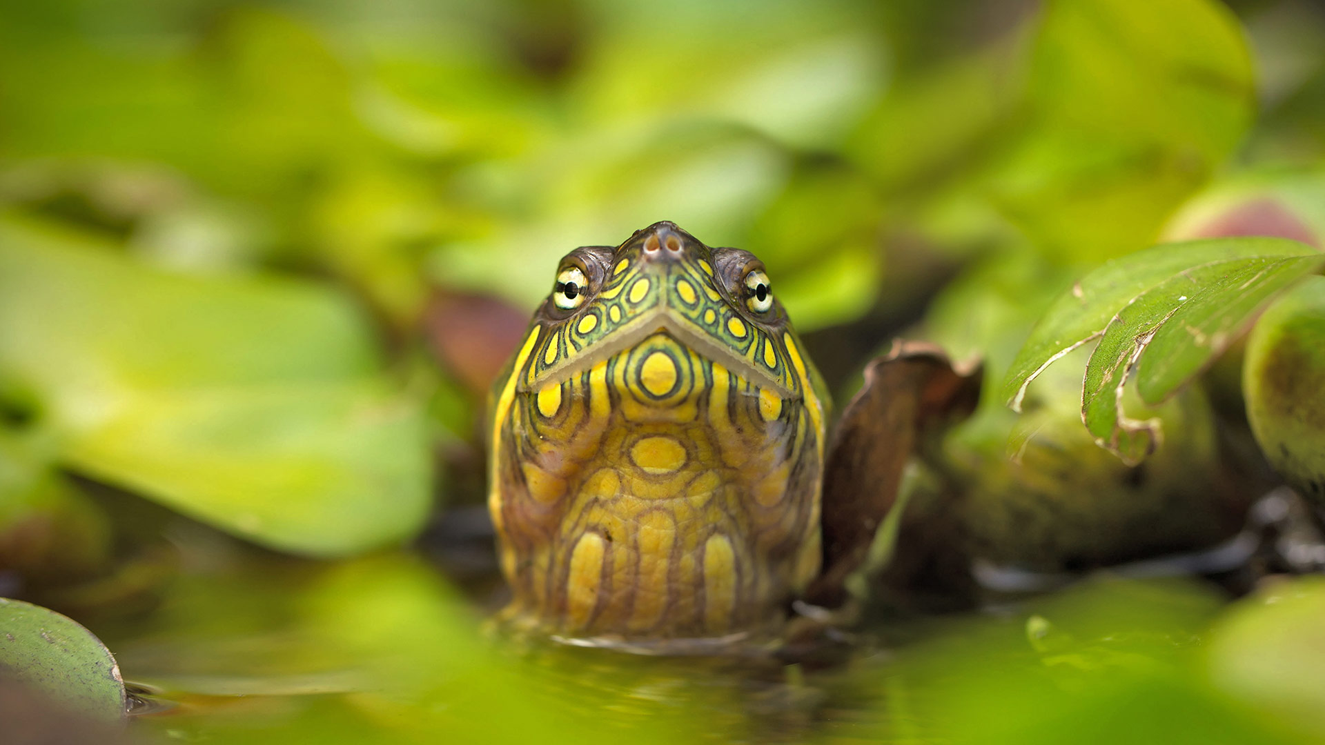 Red Eared Slider Bing Wallpaper Download