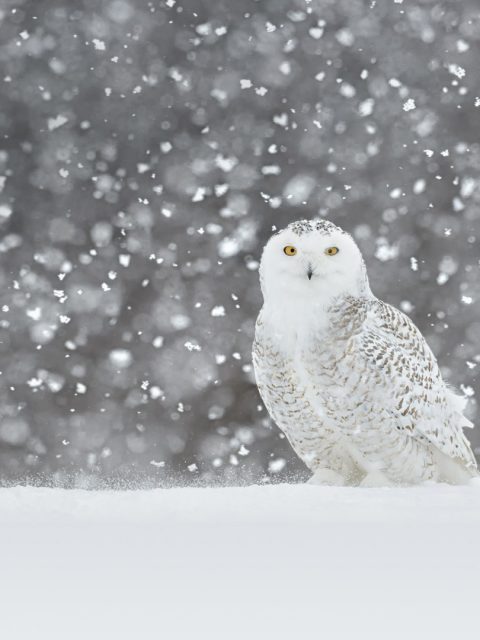 Video Images ~ Owl Snowy Bing | kolpaper