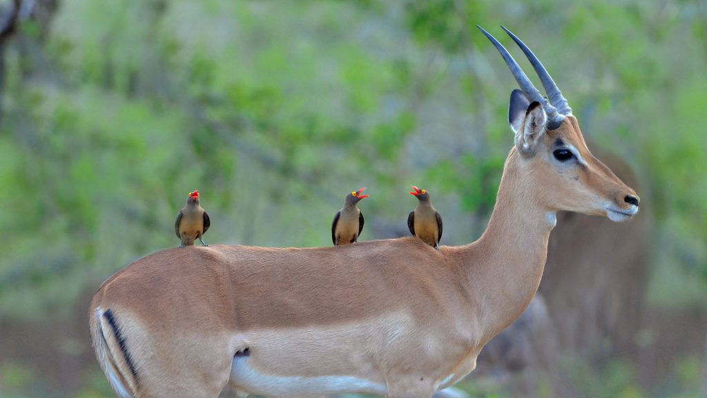 Impala AND Redbilled Oxpeckers