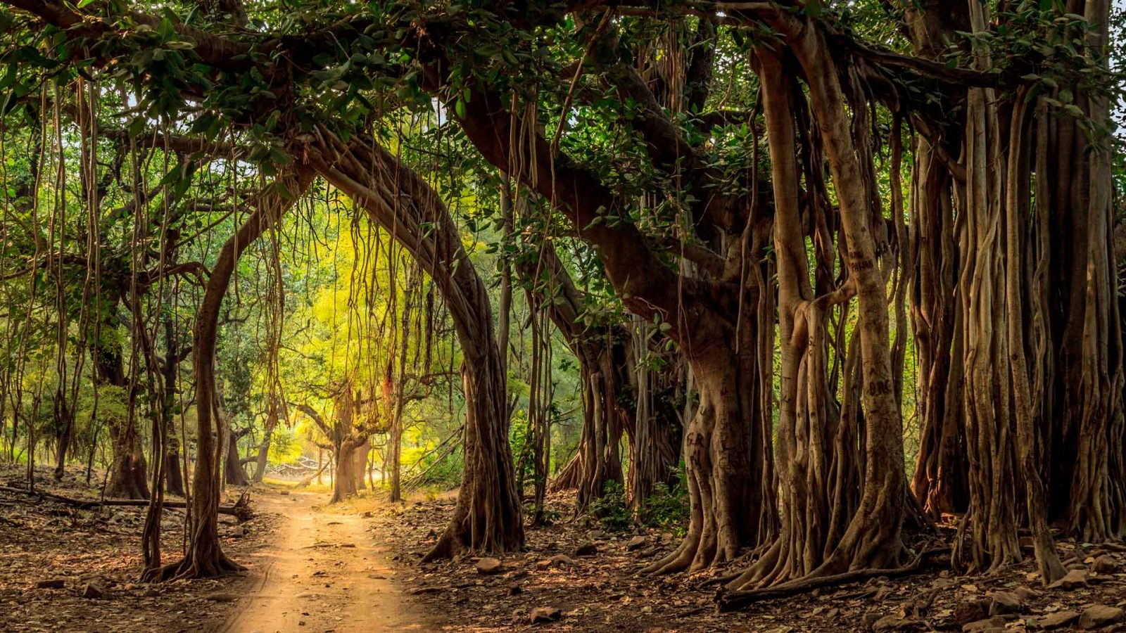 Ranthambore Trees – Bing Wallpaper Download