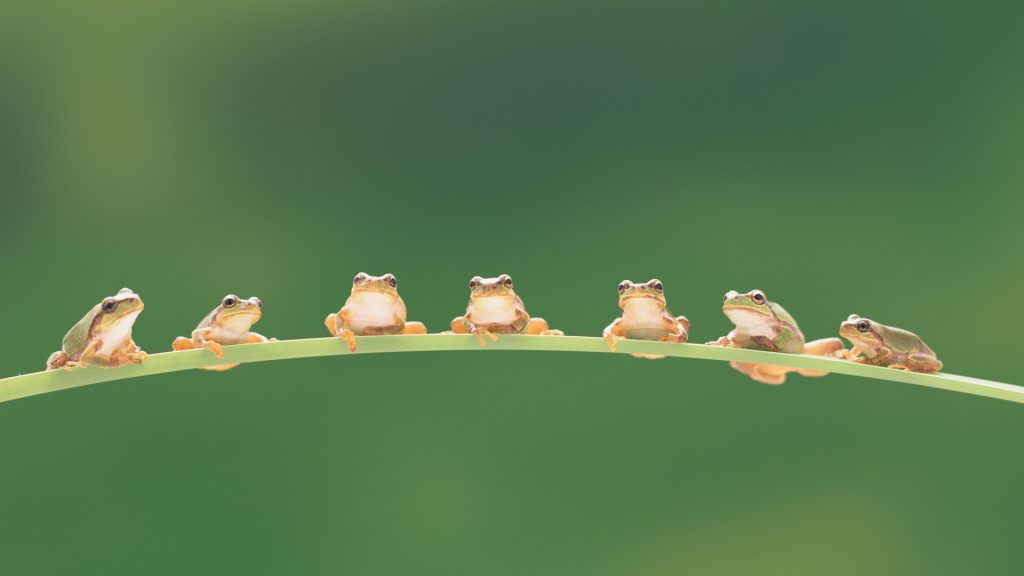 Tree Frogs – Bing Wallpaper Download