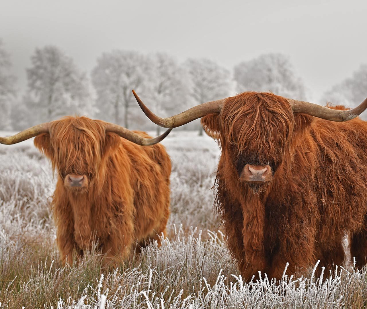 Hairy Highlanders – Bing Wallpaper Download