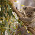 Perched Koala