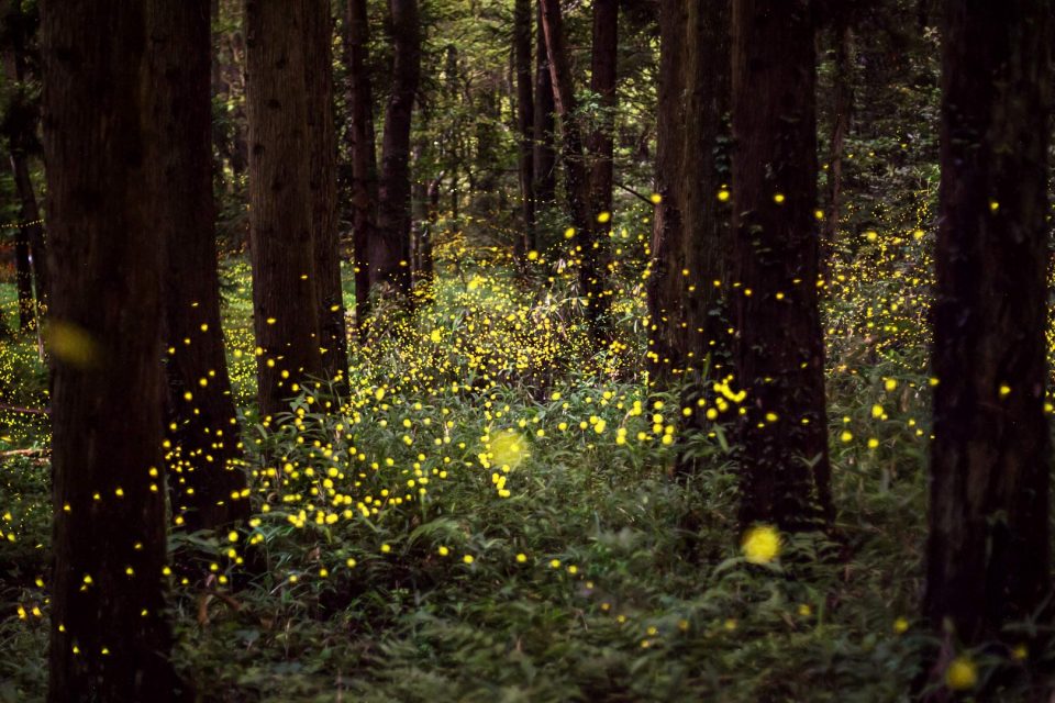 Firefliesforest – Bing Wallpaper Download