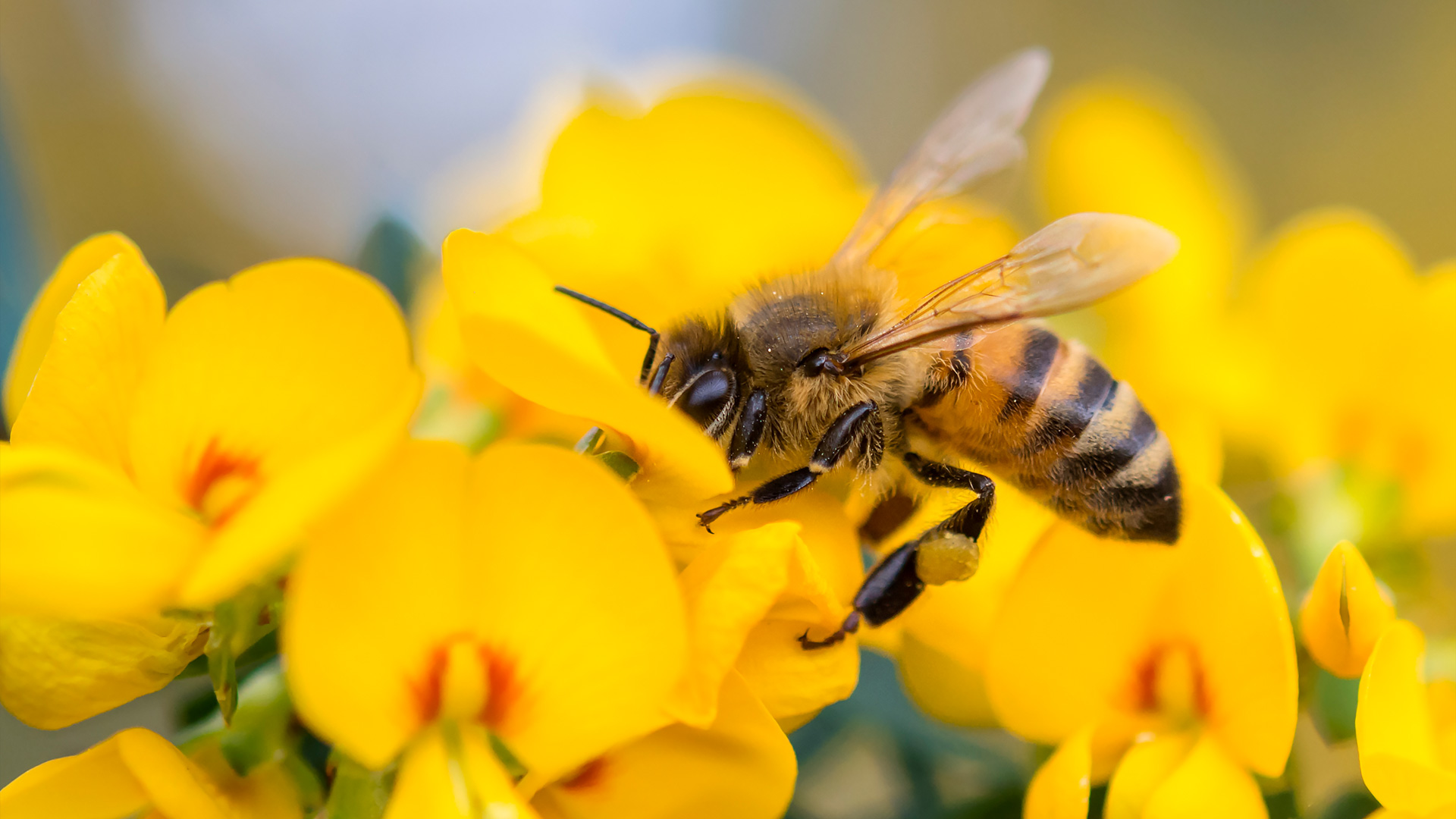 Honey Bee NSW – Bing Wallpaper Download