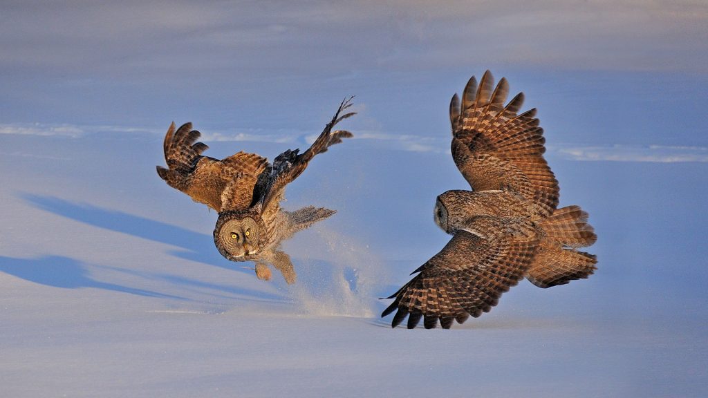 Superb Owl – Bing Wallpaper Download