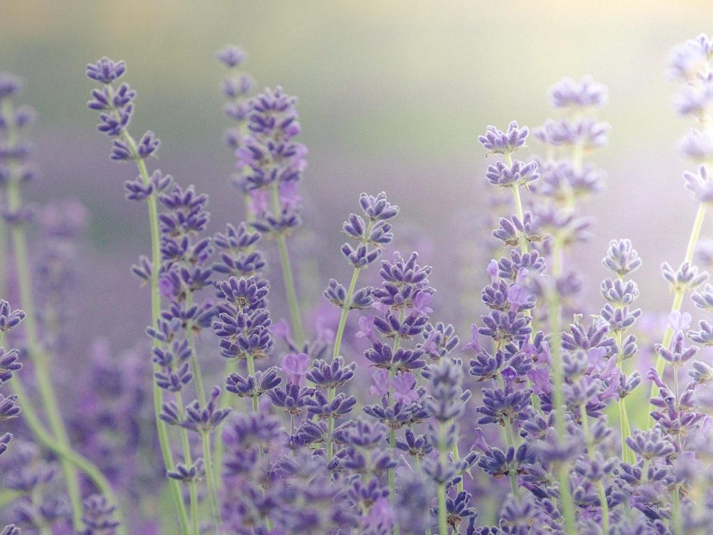 Lavender Blooms – Bing Wallpaper Download
