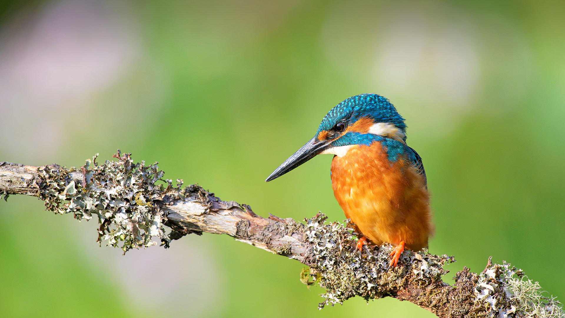 Kingfisher Branch Bing Wallpaper Download