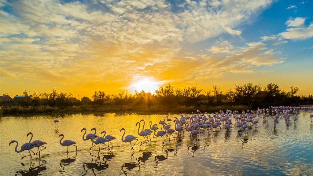 Camargue Flamingos