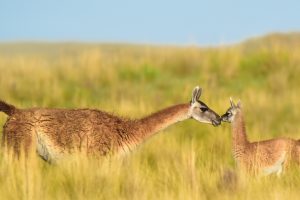 Guanaco Mother