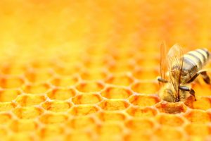 Honeycomb Bee