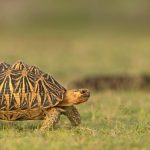 Indian Star Tortoise