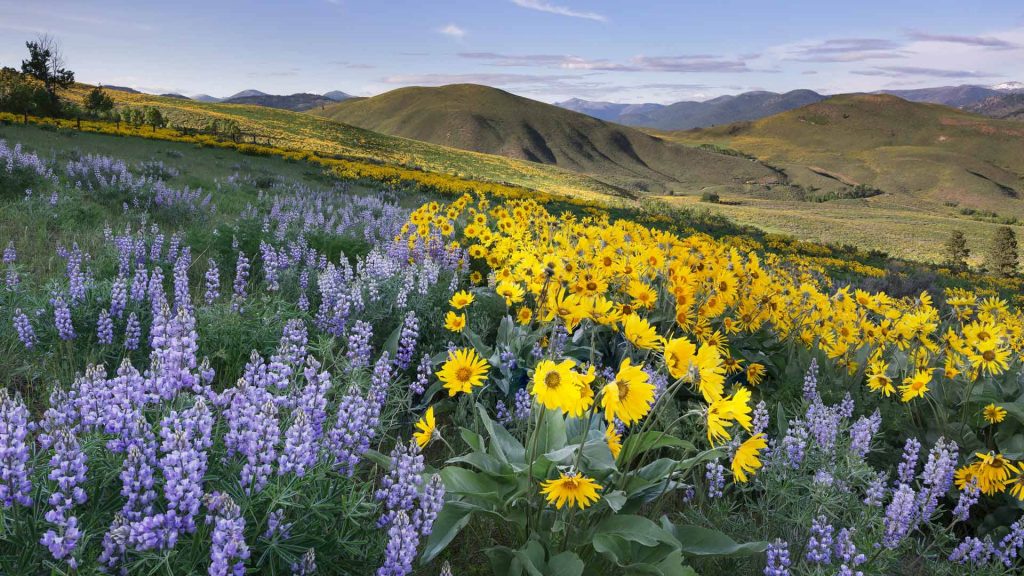 Methow Wildflowers