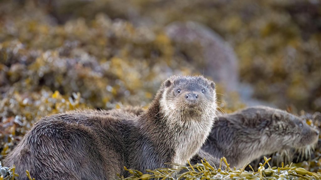 Mull Otter