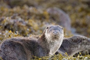 Mull Otter