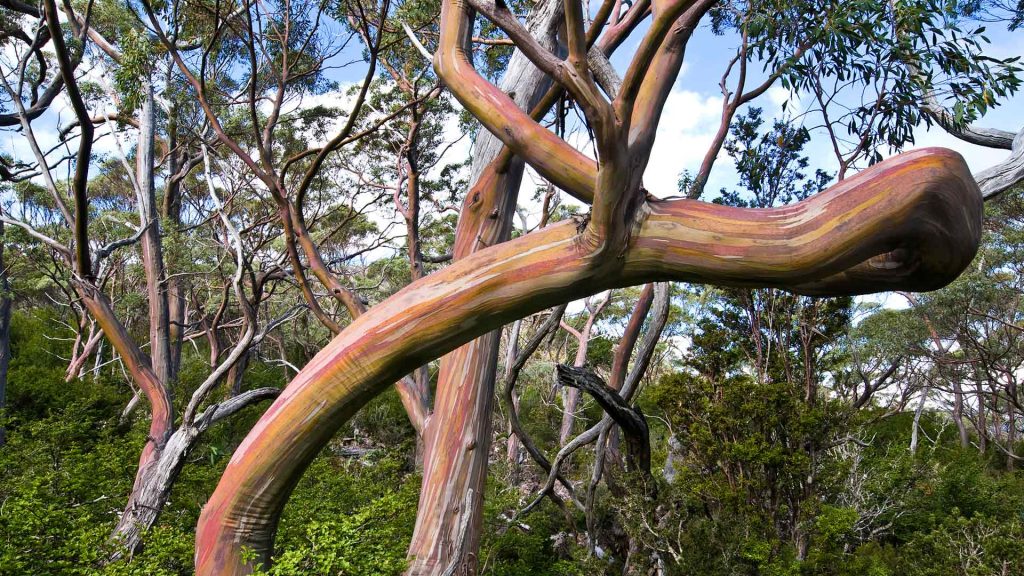 Snow Gum Tasmania