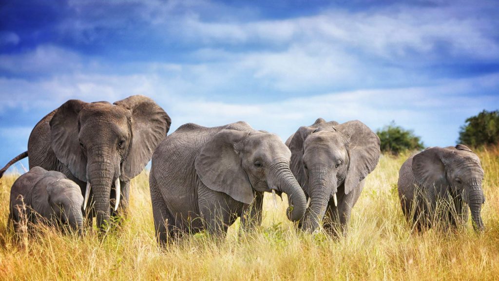 Tarangire Elephants