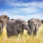 Tarangire Elephants
