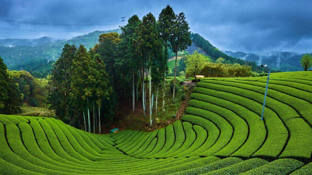 Tea Garden2024