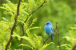 Texas Indigo Bunting