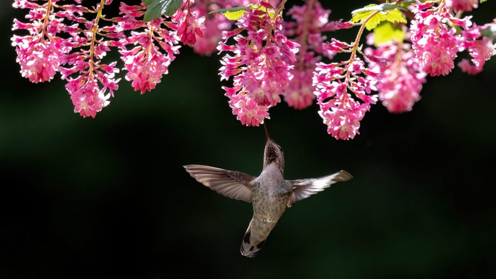 Annahummingbird