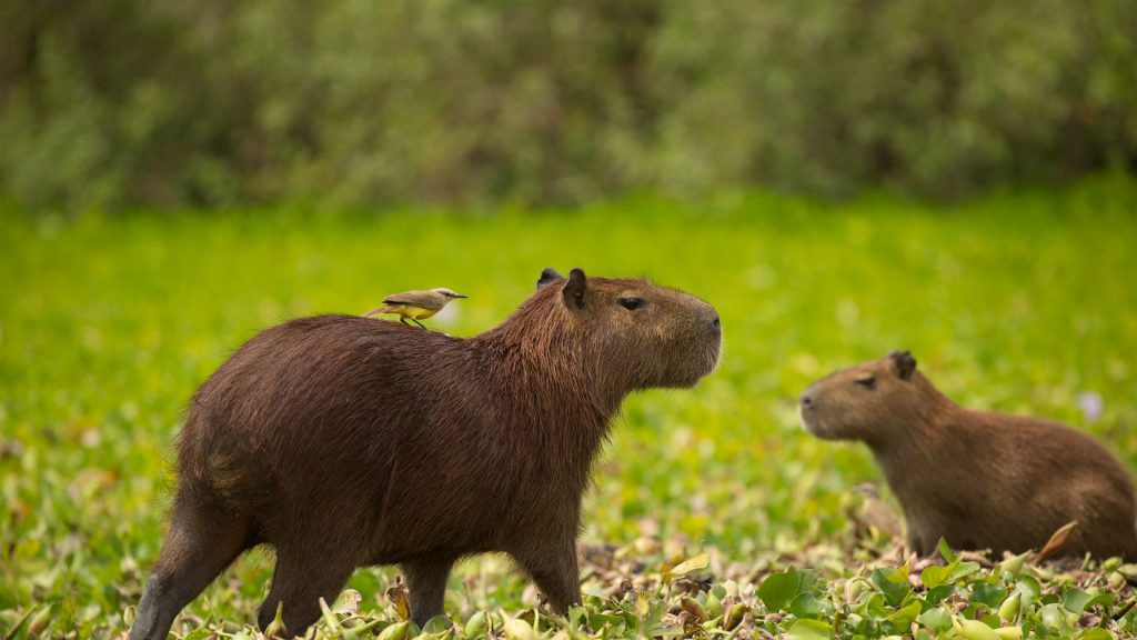 Capybara Education