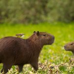 Capybara Education