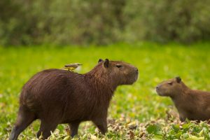 Capybara Education