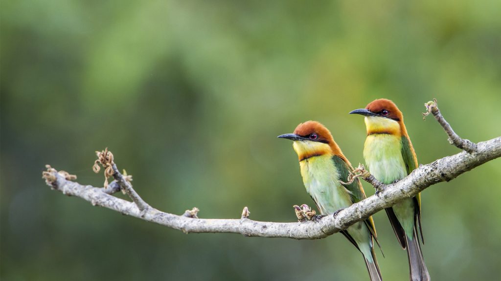 Chestnut Bee Eater