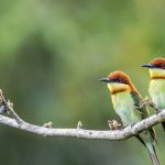 Chestnut Bee Eater