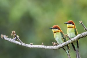 Chestnut Bee Eater