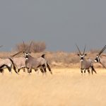Gemsbok Botswana