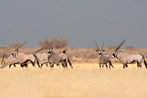 Gemsbok Botswana