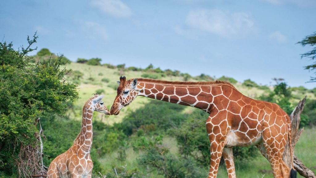 Lewa Giraffe