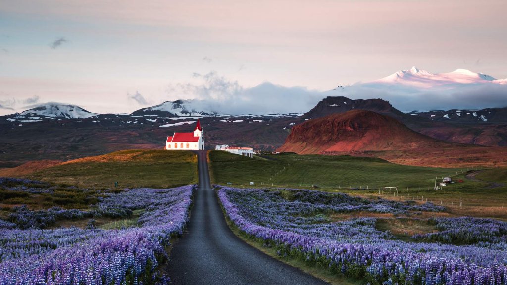 Lupin Iceland