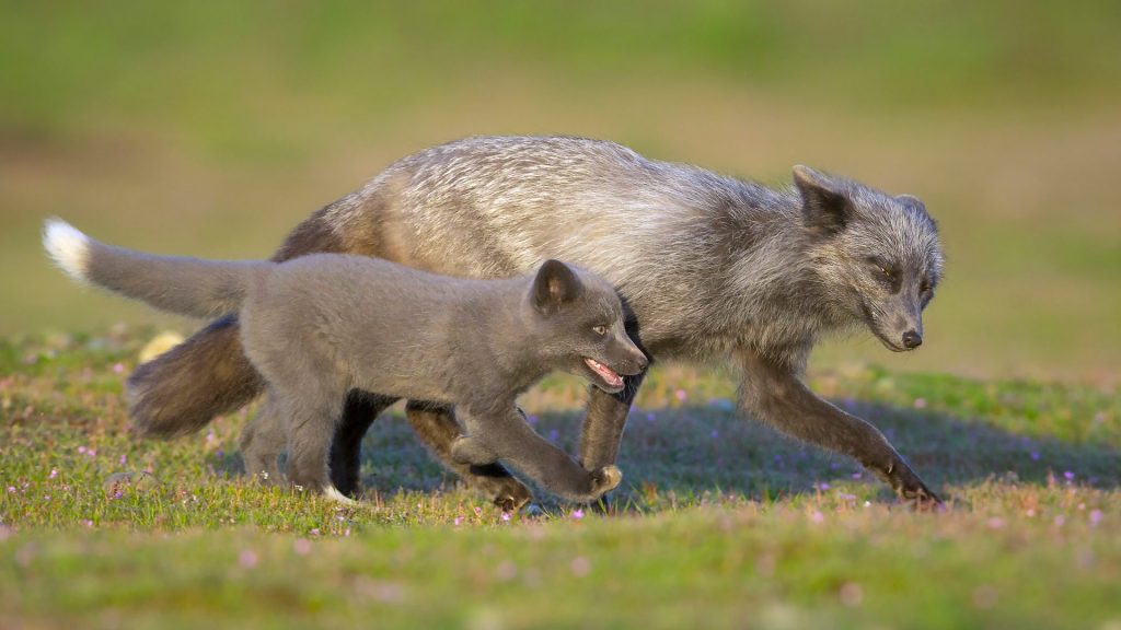 Red Fox Dad