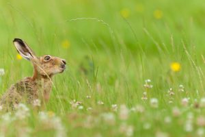 Summer June Hare