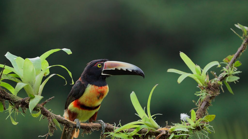 Collared Aracari