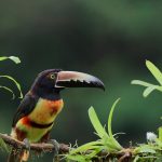 Collared Aracari