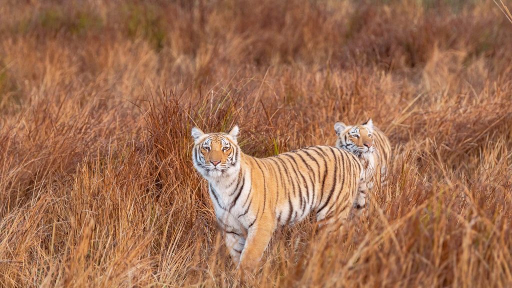 Corbett Tigers