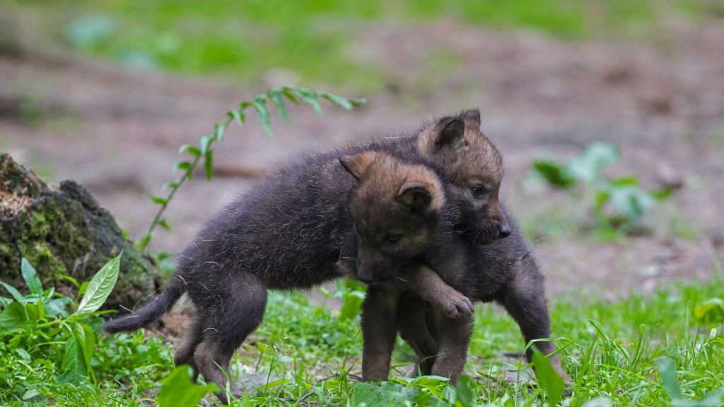 Gray Wolf Pups