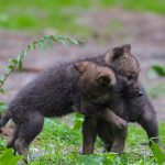 Gray Wolf Pups