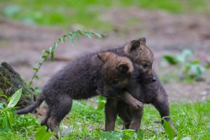 Gray Wolf Pups