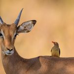 Impala Oxpecker